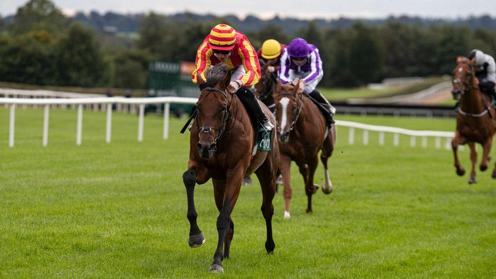 Galileo Chrome: just 7-1 to win the St Leger at Doncaster following ante-post support