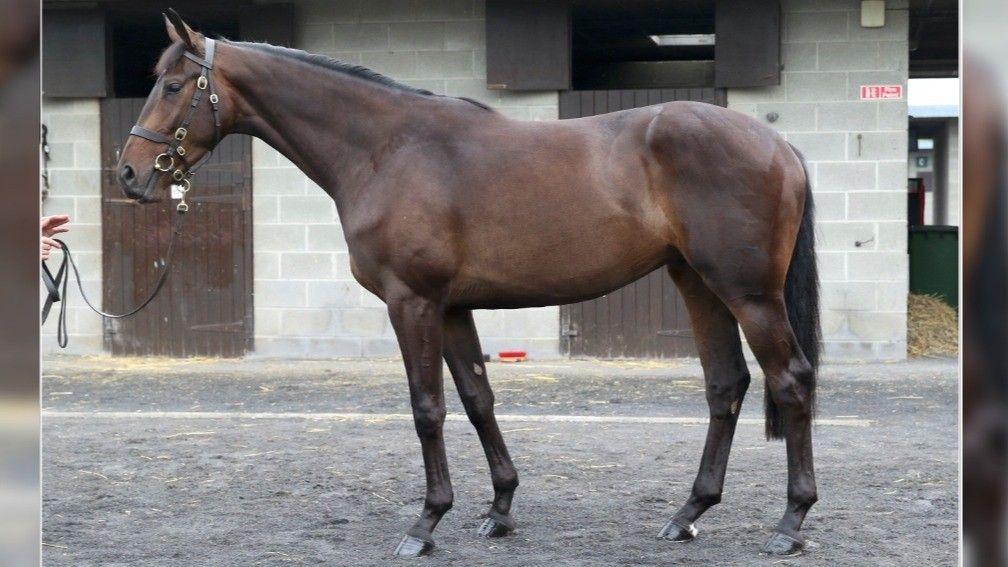 Top lot: the Network gelding out of Tornade D'Ainay from Norman Williamson's Oak Tree Farm
