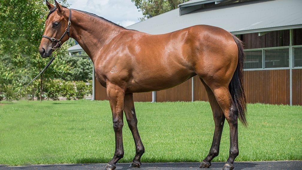 Arrowfield Stud's Scissor Kick filly topped the opening Book 2 session of the Magic Millions Gold Coast Yearling Sale when selling to All Winners Thoroughbreds for $300,000