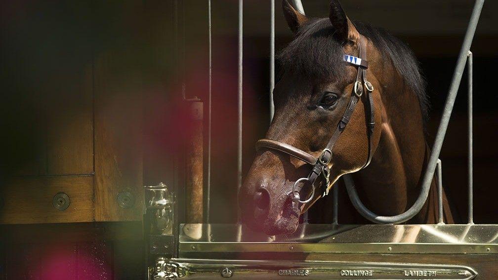 Dubawi: success is in the genes