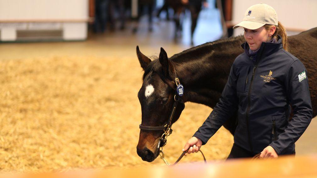 Lot 355: the Zoustar colt out of Making Eyes sells for 70,000gns
