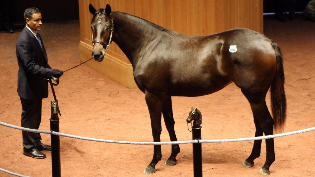 Lot 96: the Ghostzapper filly bought by Samantha Siegel's Jay Em Ess Stable for $275,000
