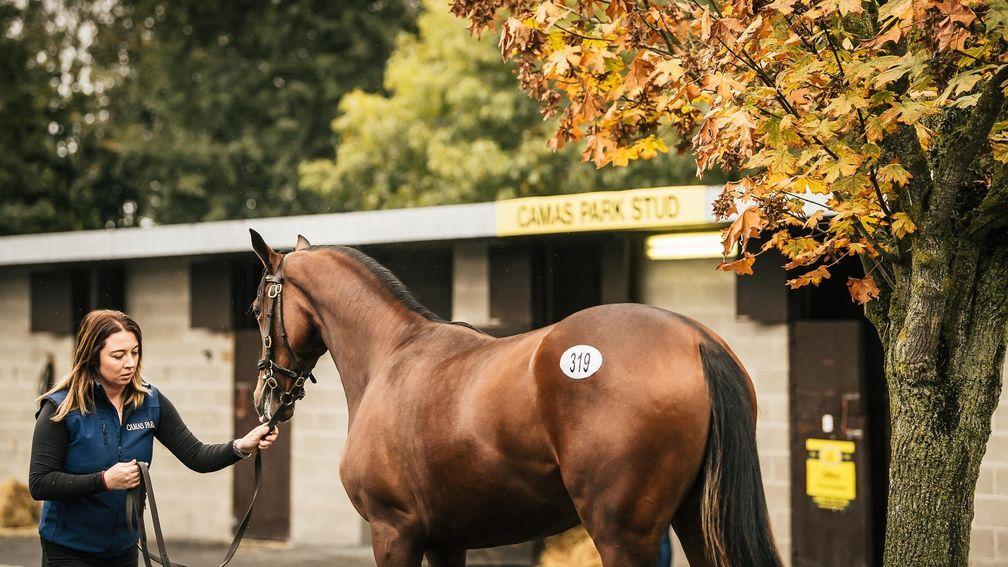 Inspections taking place at Goffs amid beautiful autumnal scenery