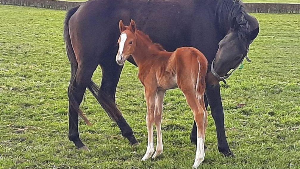Eskdale Thoroughbred and Simon Cox's Crystal Ocean filly out of Robin De Carlow
