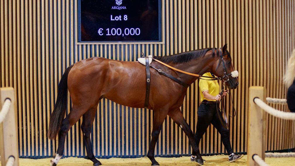 Lot 8 at the Arqana Summer sale, a colt by Creative Cause consigned by Mockershill, led the Flat two-year-old section at €100,000