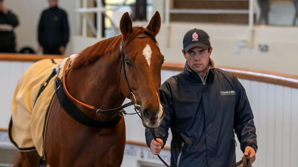 Saratoga Gold sells for 32,000gns at Park Paddocks on Thursday