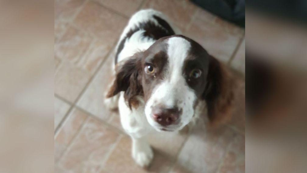 Donald McCain's dog Stan is found safe and sound after going missing