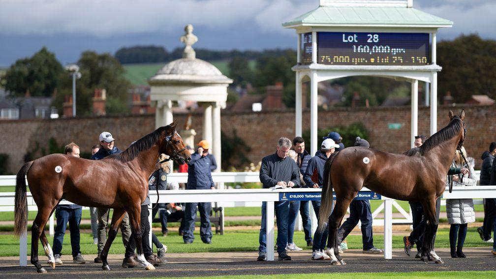 Yearlings are paradedTattersalls, Newmarket 5.10.21 Pic: Edward Whitaker