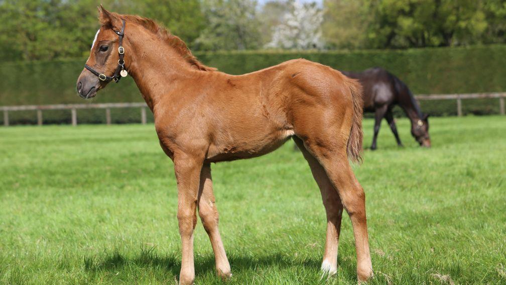 Juddmonte's Dubawi filly out of the great Enable