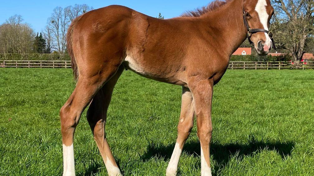 Cheveley Park Stud's Starspangledbanner filly out of Astrologer, a half-sister to Inspiral