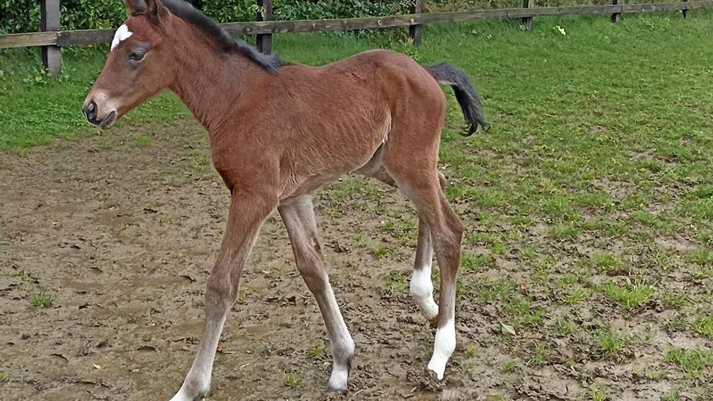 Collegelands Stud's Kuroshio filly out of Madame Thunder