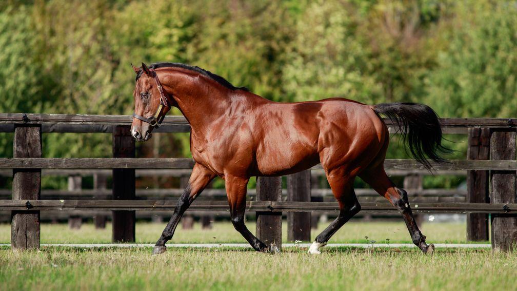 Siyouni: the first stallion to command a six-figure stud fee in France since the euro was introduced