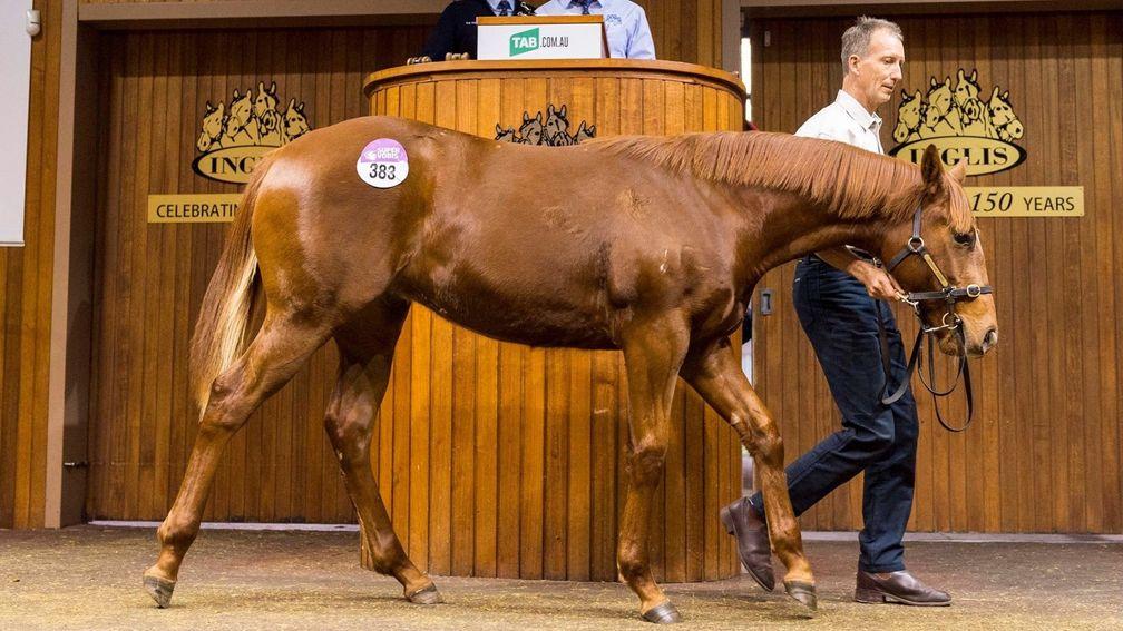 Inglis: Written Tycoon colt was the second to sell for A$310,000 in two days