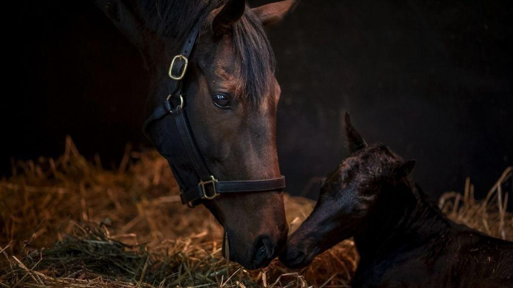 Treve and Qous at Haras de Bouquetot shortly after the birth of the Dubawi colt