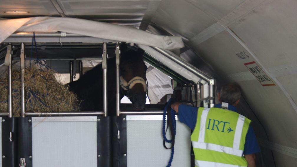 A first-class International Racehorse Transport passenger with a crate to himself