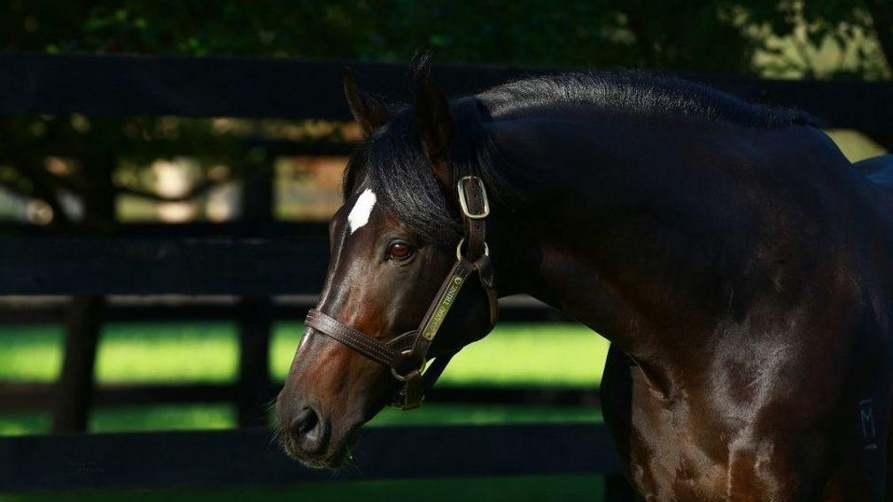 So You Think: developing into a leading sire in Australasia
