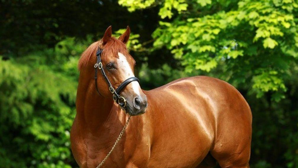 Ruler Of The World: assigned a fee of €6,000 at Bouquetot next year