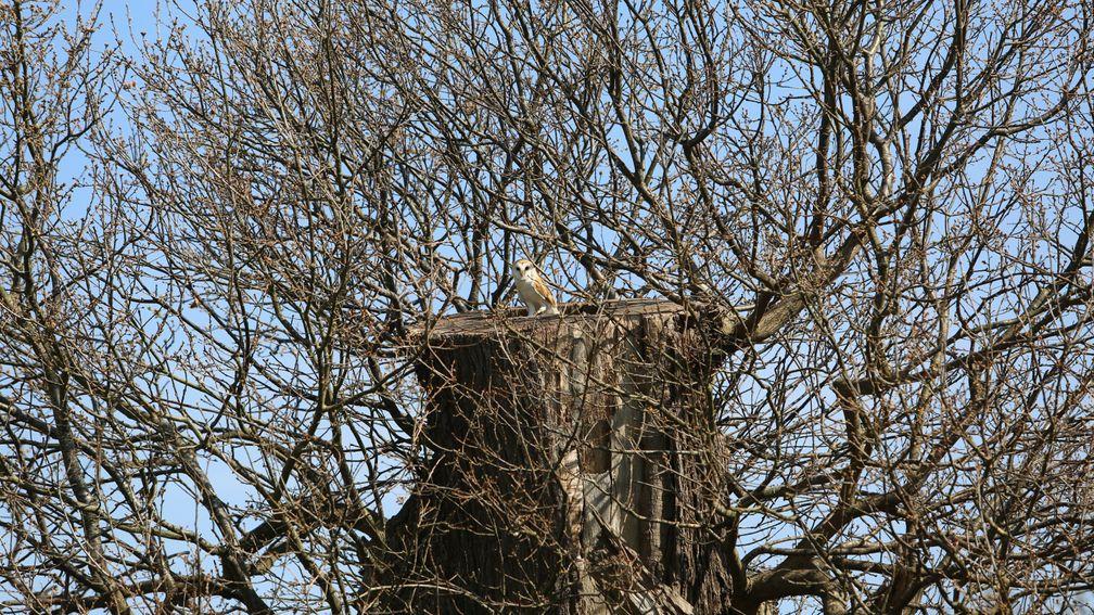 Another rare sighting of a barn owl. Can you spot him?