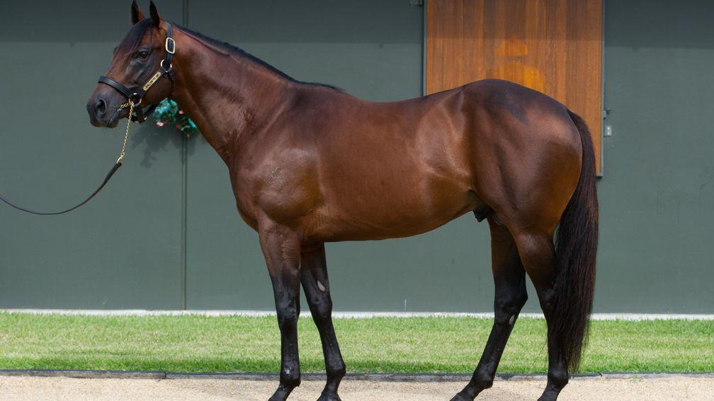 Spill The Beans: the son of Snitzel covered 202 mares during his debut season at Aquis Farm