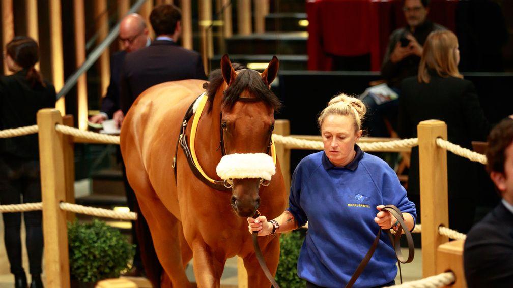 The Siyouni colt out of Power Of The Moon takes his turn in the Arqana ring