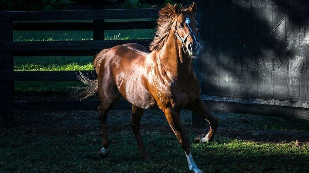 Among Choisir's best sons is the remarkable Starspangledbanner