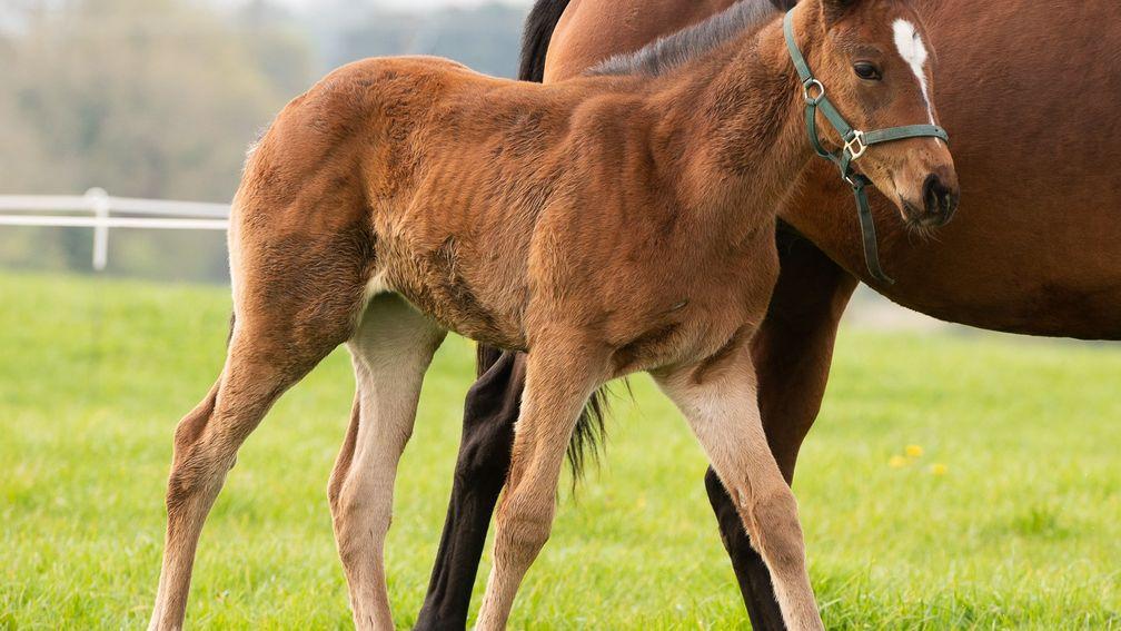 John Moylan and Seamus Finn's Mogul filly out of Rathcappy