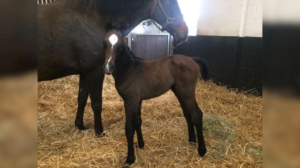 Miracle Maid with her Martaline colt foal in April