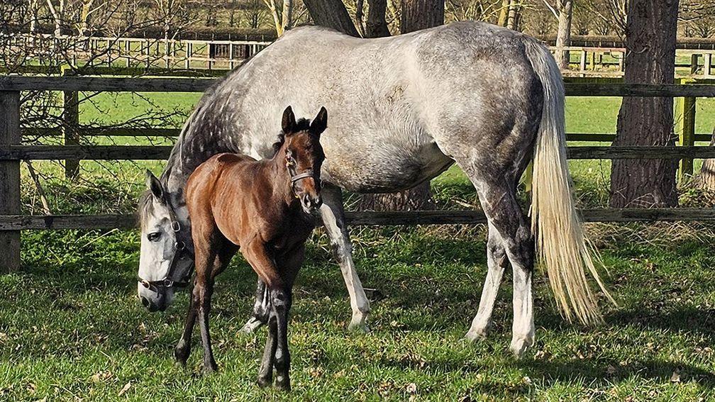 Lanwades Stud's Dubawi filly out of Arc heroine Alpinista
