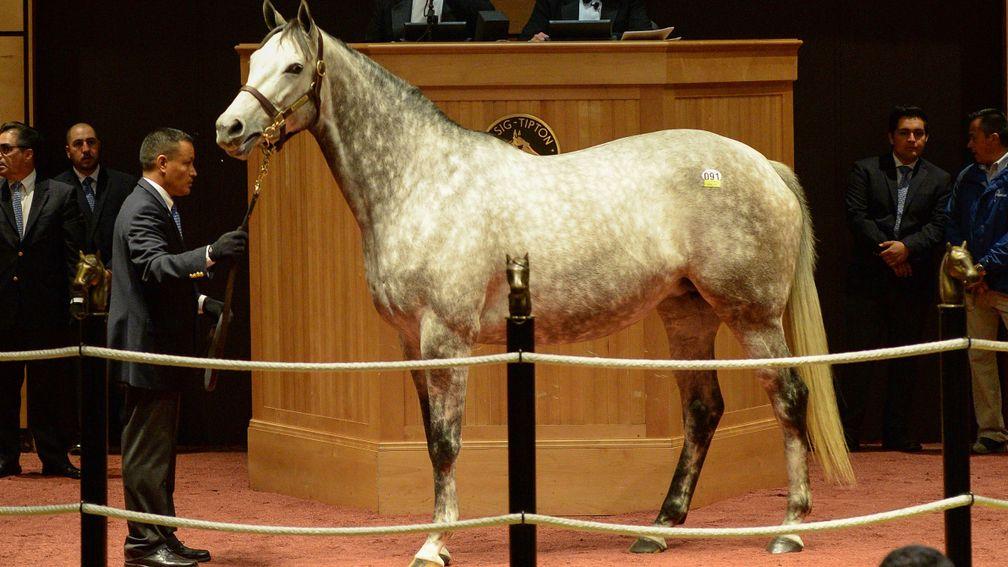 Tapas: a $1.3 million broodmare purchase for the China Horse Club in 2016