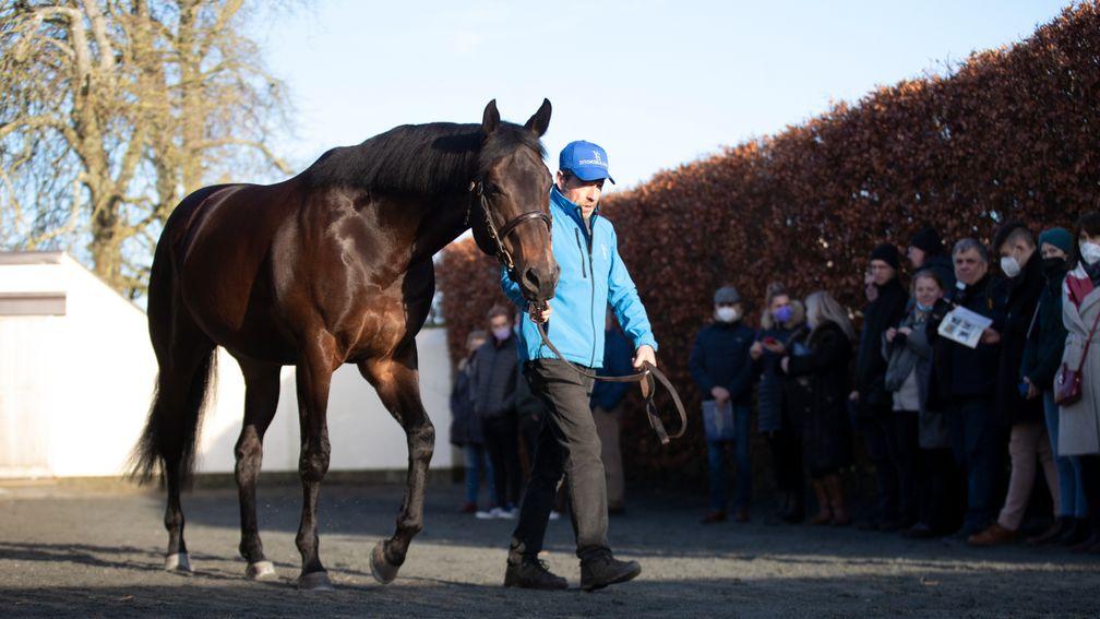 Invincible Army is put through his paces during the ITM Irish Stallion Trail