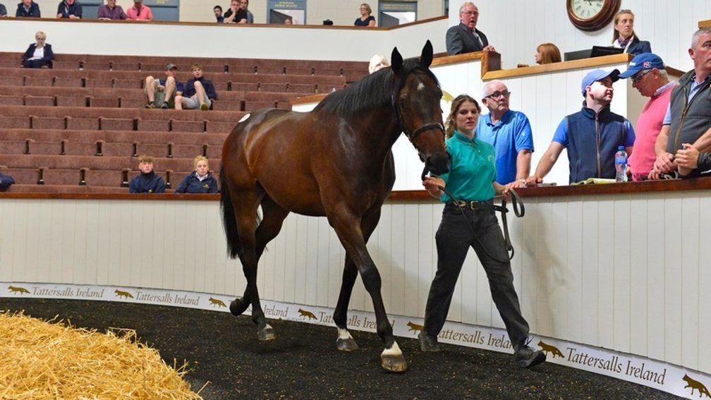Catherine Dwyer with the Maxios gelding sold by Oaks Farm Stables for €230,000