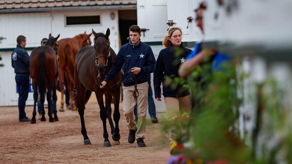 The sales yards were a hive of activity at last year's Arqana October Sale