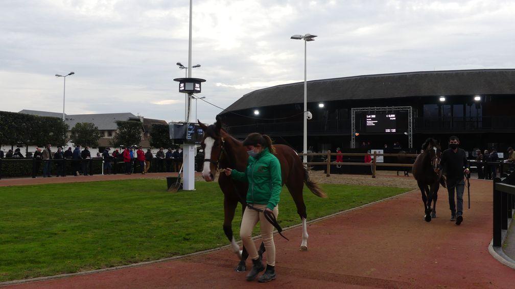 The Arqana Autumn sale kicked off in unusual circumstances on Saturday, with all selling conducted outside the Elie de Brignac Pavilion in Deauville as part of measures to comply with France's coronavirus lockdown