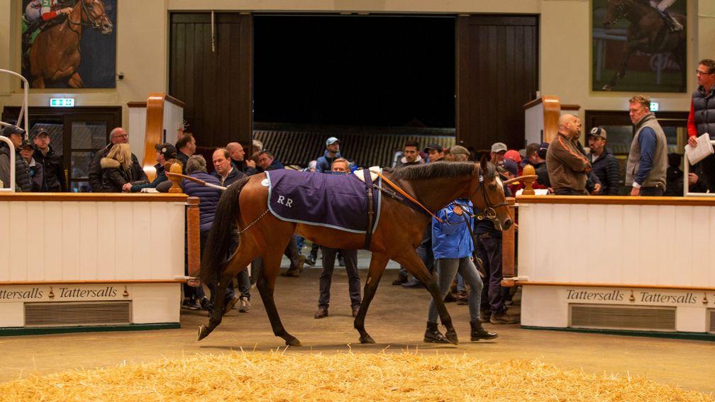 Grocer Jack tops the 2021 Tattersalls Autumn Horses in Training Sale at 700,000gns