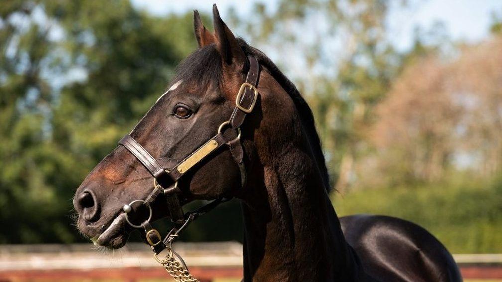 Walk In The Park: top stallion remains at a private fee