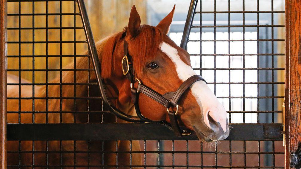 Justify in his new home, the stall formerly occupied by Giant's Causeway