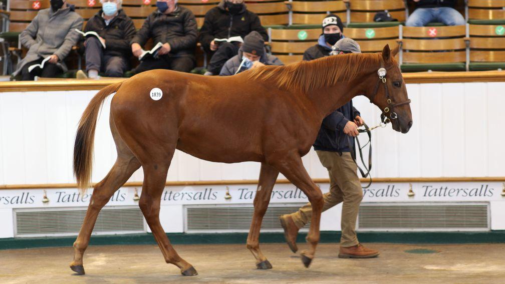 Lot 1,839: the Night of Thunder colt out of Moonstone Rock brings 46,000gns from Rabbah Bloodstock