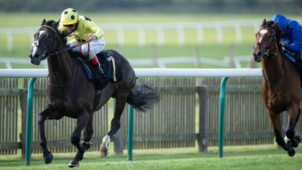 Royal Champion: could he be another star to emerge from the Feilden Stakes?