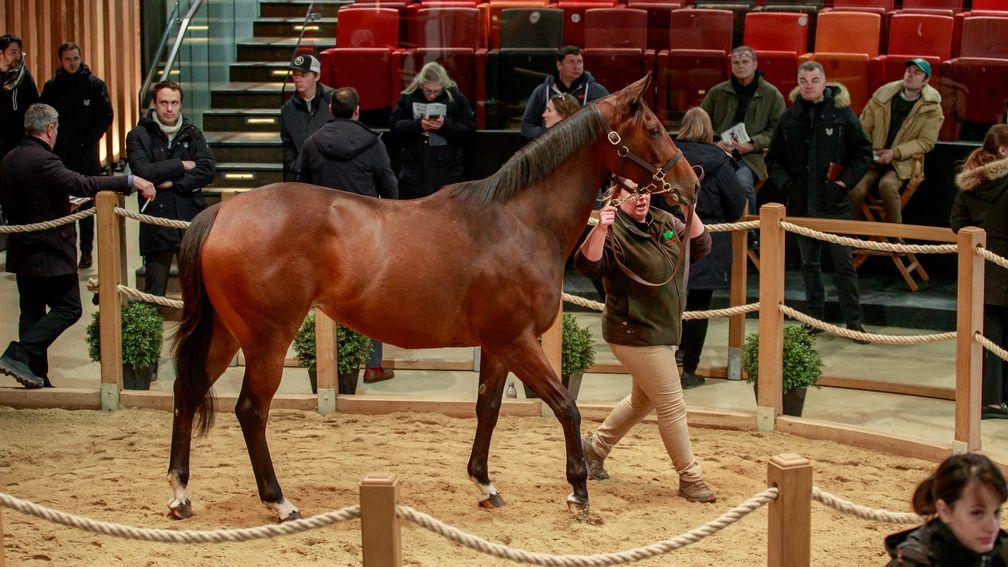 A granddaughter of the great Zarkava, Zerziyna was bought by BBA Ireland for €200,000 at Arqana on Wednesday