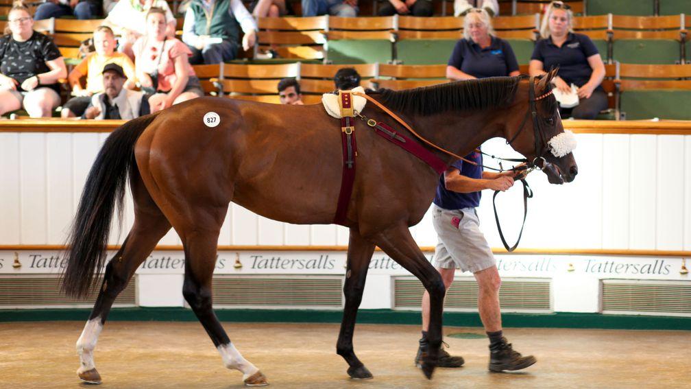 Spartan Army, who went the way of Ballymaw Bloodstock for 170,000gns
