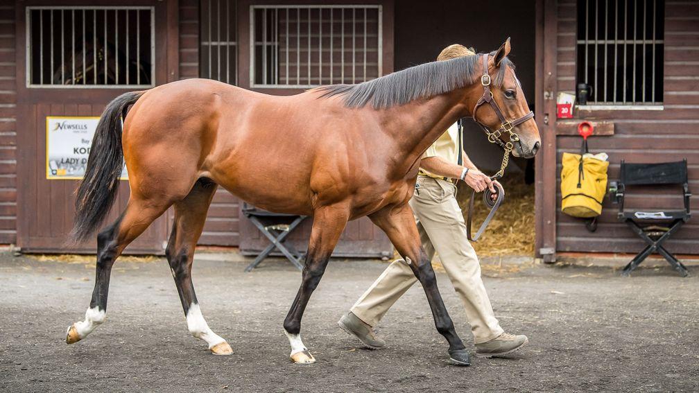 The sale-topping Gleneagles colt out of Lady Eclair fetched a record £380,000