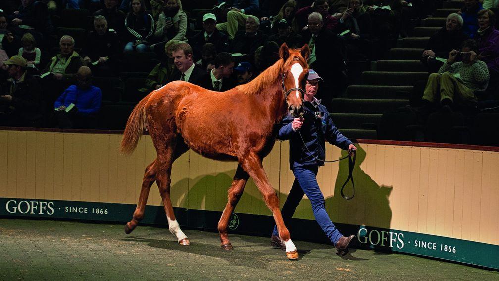 The Frankel filly out of Finsceal Beo in the Goffs ring