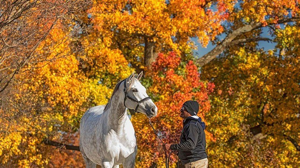 The Keeneland November Sale will take place amid the autumnal splendour of Kentucky