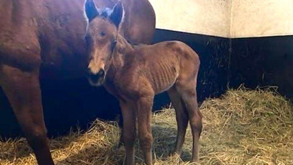 The first foal by Alne Park Stud's Midnights Legacy, a filly out of a maiden mare born in France