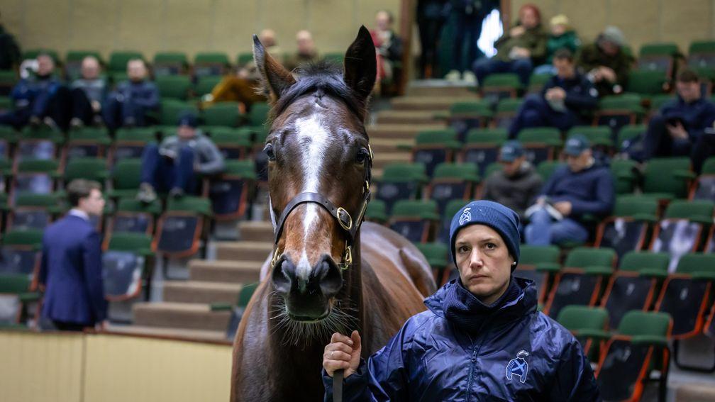 Humankind was bought by Bassingham Equine