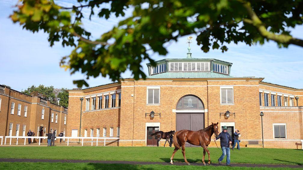 Tattersalls: yearlings are paraded in front of the sales room ahead of Book 1