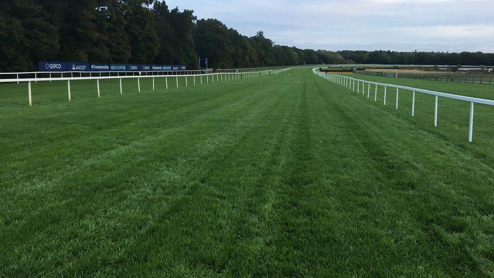 The runners and riders in the Qipco Champion Stakes will face this view from the start