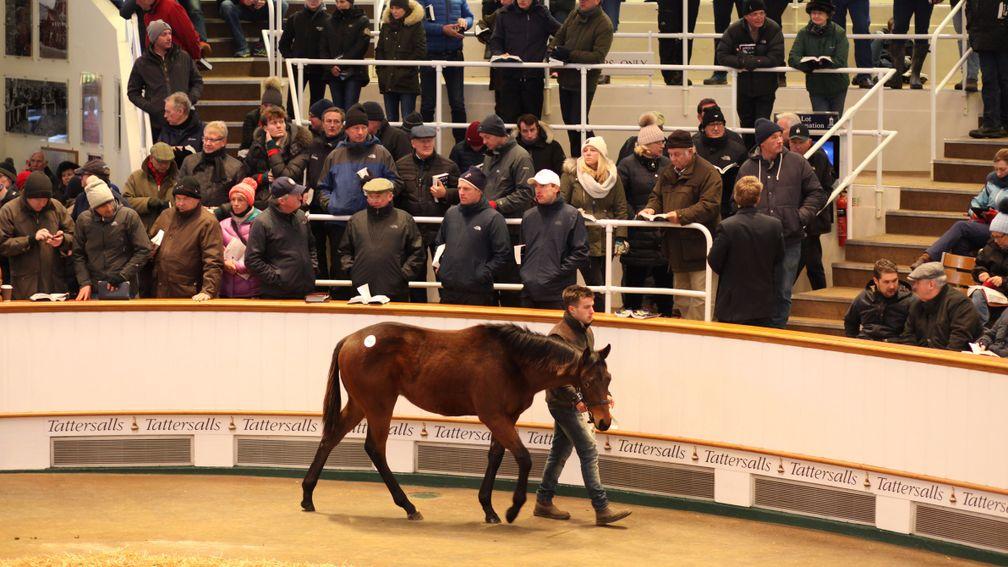 Lot 646: the Kodiac colt bought by Sun Bloodstock for 210,000gns from Meadowlands Stud