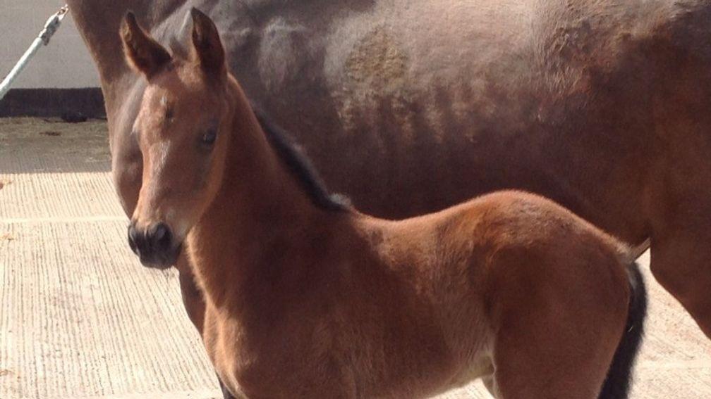 Before he was famous: Mr Adjudicator as a foal