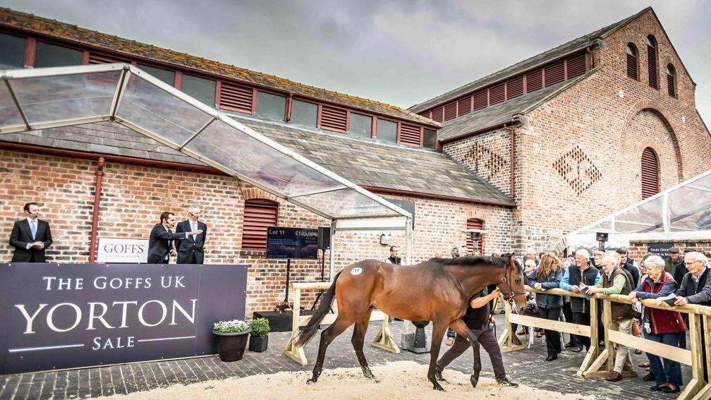 No Risk At All's son Prince Des Fichaux topped last year's sale when knocked down to Dai Walters for £105,000
